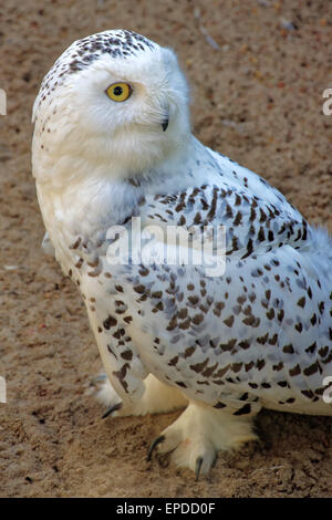 Civetta delle nevi (Bubo scandiacus) è un grande gufo del gufo tipica famiglia titonidi. Esso è stato primo classificato nel 1758 da Carl Linnee. Foto Stock