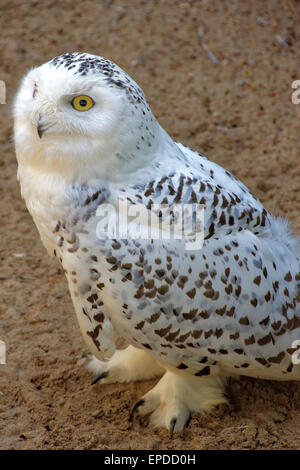 Civetta delle nevi (Bubo scandiacus) è un grande gufo del gufo tipica famiglia titonidi. Esso è stato primo classificato nel 1758 da Carl Linnee. Foto Stock