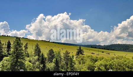 Albero su di una collina con cielo blu e nuvole bianche Foto Stock