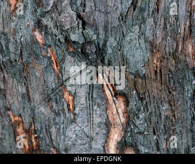 Mimetizzati due-tailed Spider (Tamopsis fickerti), Lane Cove, Nuovo Galles del Sud, Australia Foto Stock