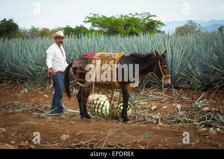 Agave blu, raccolto, Tequila, Jalisco, Messico Foto Stock