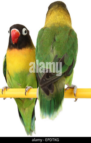 Un bel pappagallo verde lovebird isolati su sfondo bianco Foto Stock