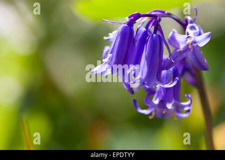 Bluebells fioritura in giardino, cattura la luce del sole. Foto Stock