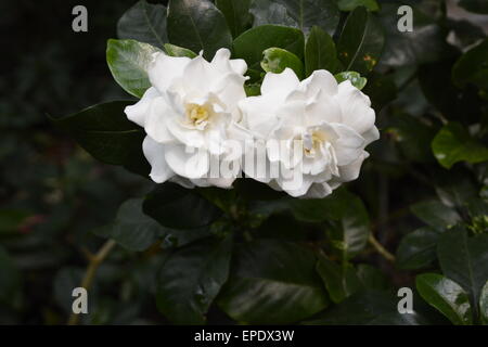 Bianco fiore gardenia su sfondo scuro. Foto Stock