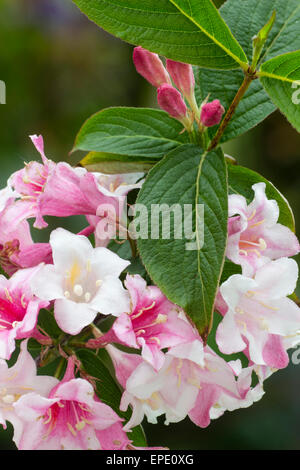 Pianura di foglie e fiori di colore bianco che Dissolvenza al colore rosso in hardy arbusto, Weigela florida Foto Stock