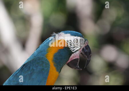 Una cosa estremamente rara Blu-throated Macaw, Ara glaucogularis, dal nord della Bolivia una criticamente le specie in via di estinzione. Foto Stock