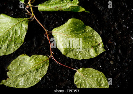 Gocce di acqua sulle foglie Foto Stock