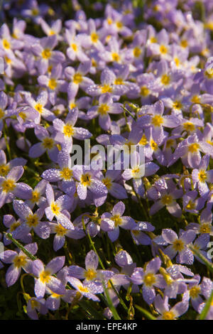 Rugiada ricoperto di fiori nel parco nazionale di Great Smoky Mountains. Foto Stock