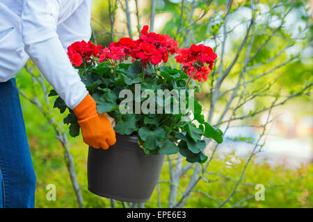 Impianto di geranio, Pot, vasi di geranio, Donna Giardinaggio azienda, Impianto di sollevamento rosso dei gerani fiori Foto Stock