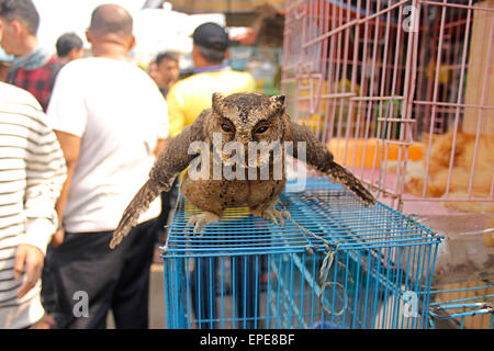 A est di Jakarta, Indonesia. Il 17 maggio 2015. Un gufo visto all'Jatinegara bird market di Jakarta, Indonesia. primati, gufi, lontre, serpenti e altri animali in pericolo di estinzione sono venduti apertamente nel centro di Jakarta. La vendita di animali in pericolo diventa un grande problema in Indonesia. © Risa Krisadhi/Pacific Press/Alamy Live News Foto Stock