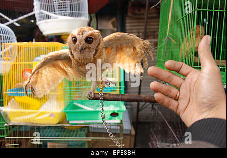 A est di Jakarta, Indonesia. Il 17 maggio 2015. Un gufo visto all'Jatinegara bird market di Jakarta, Indonesia. primati, gufi, lontre, serpenti e altri animali in pericolo di estinzione sono venduti apertamente nel centro di Jakarta. La vendita di animali in pericolo diventa un grande problema in Indonesia. © Risa Krisadhi/Pacific Press/Alamy Live News Foto Stock