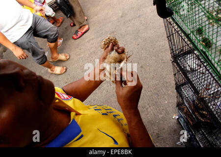 A est di Jakarta, Indonesia. Il 17 maggio 2015. Un fornitore detiene un gufo come egli li vende al Jatinegara bird market di Jakarta, Indonesia. primati, gufi, lontre, serpenti e altri animali in pericolo di estinzione sono venduti apertamente nel centro di Jakarta. La vendita di animali in pericolo diventa un grande problema in Indonesia. © Risa Krisadhi/Pacific Press/Alamy Live News Foto Stock