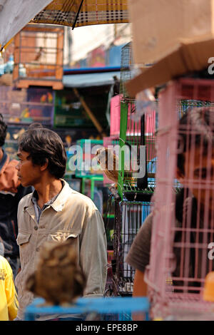 A est di Jakarta, Indonesia. Il 17 maggio 2015. Un gufo visto all'Jatinegara bird market di Jakarta, Indonesia. primati, gufi, lontre, serpenti e altri animali in pericolo di estinzione sono venduti apertamente nel centro di Jakarta. La vendita di animali in pericolo diventa un grande problema in Indonesia. © Risa Krisadhi/Pacific Press/Alamy Live News Foto Stock