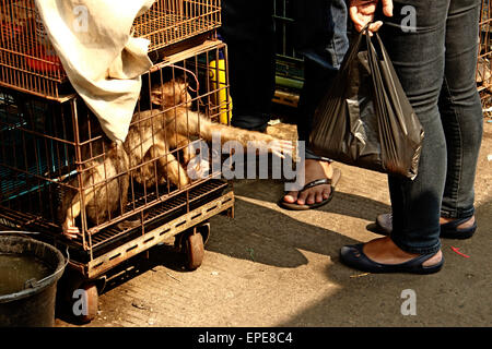 A est di Jakarta, Indonesia. Il 17 maggio 2015. Una lunga coda Macaque visto all'Jatinegara bird market di Jakarta, Indonesia. primati, gufi, lontre, serpenti e altri animali in pericolo di estinzione sono venduti apertamente nel centro di Jakarta. La vendita di animali in pericolo diventa un grande problema in Indonesia. © Risa Krisadhi/Pacific Press/Alamy Live News Foto Stock