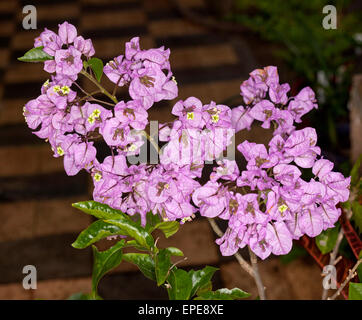 Cluster di grandi dimensioni di bella / malva brattee rosa e bianco di minuscoli fiori profumati di nuovo spinate cultivar di bougainvillea Araroma Foto Stock