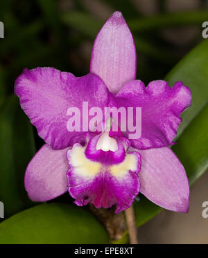 Spettacolare vividi fiori viola di Cattleya orchid cultivar Narooma x inganno goccia "Rame e spot' su sfondo verde scuro Foto Stock