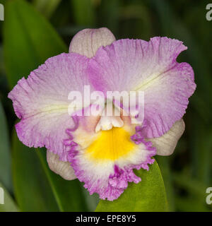 Spettacolare di rosa, malva, & fiore bianco con gola giallo di orchidea Stellamizutaara Topaz Carissimi 'Romance' sullo sfondo di foglie di colore verde scuro Foto Stock