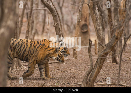 Wild Indian Tiger madre e il suo bambino cub camminando lungo in secco e caldo foreste boscose di Ranthambore Foto Stock