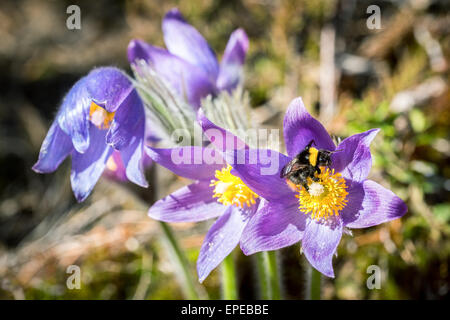 Una rara finlandese di fiore in fiore, Kalvola, Hämeenlinna, Finlandia, Europa, UE Foto Stock