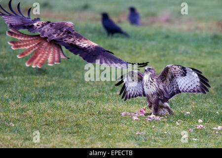 Comune Poiana cercando di proteggere il cibo da una piomba aquilone rosso, Rhayader, Wales, Regno Unito. Foto Stock