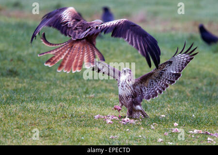 Comune Poiana cercando di proteggere il cibo da una piomba aquilone rosso, Rhayader, Wales, Regno Unito. Foto Stock