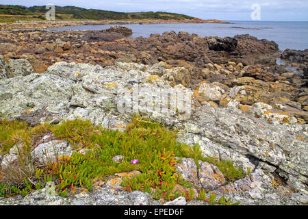 Costa a Granville Harbour su Tasmania, la costa ovest Foto Stock