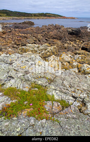 Costa a Granville Harbour su Tasmania, la costa ovest Foto Stock