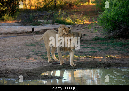 I Lions (Panthera leo), cub, quattro mesi, sul retro del fratello, cinque anni, all'acqua, Tswalu Game Reserve Foto Stock