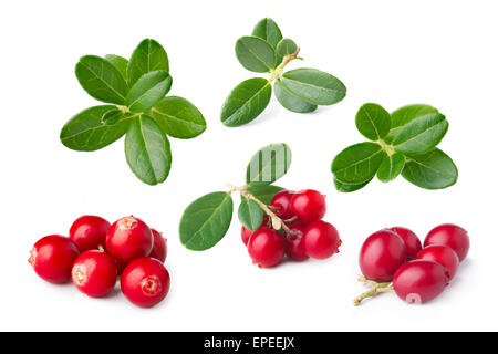 Wild cowberry con le sue foglie separate. Insieme di parti isolate della foresta foxberry Foto Stock