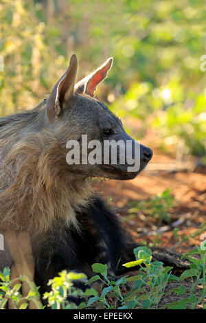 La Iena marrone (Parahyaena brunnea, Hyaena brunnea), Adulto, Tswalu Game Reserve, il Kalahari, Capo Nord, Sud Africa Foto Stock