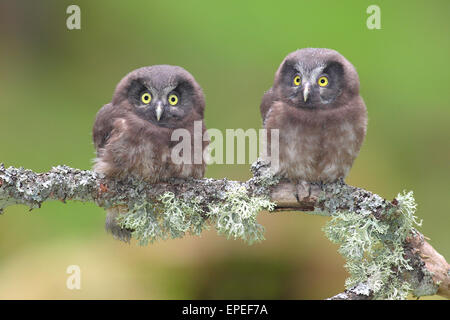 Gufi boreale (Aegolius funereus), due uccellini seduti su un lichen-ramo coperti, Nord Reno-Westfalia, Germania Foto Stock