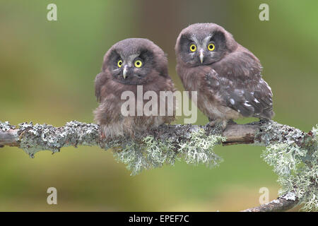 Gufi boreale (Aegolius funereus), due uccellini seduti su un lichen-ramo coperti, Nord Reno-Westfalia, Germania Foto Stock