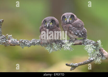 Gufi boreale (Aegolius funereus), due uccellini seduti su un lichen-ramo coperti, Nord Reno-Westfalia, Germania Foto Stock