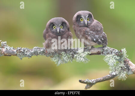 Gufi boreale (Aegolius funereus), due uccellini seduti su un lichen-ramo coperti, Nord Reno-Westfalia, Germania Foto Stock