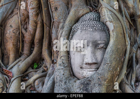 Statua del Buddha di testa in incarniti strangler fig radici (Ficus religiosa), Wat Mahathat, Ayutthaya, Tailandia Centrale Foto Stock