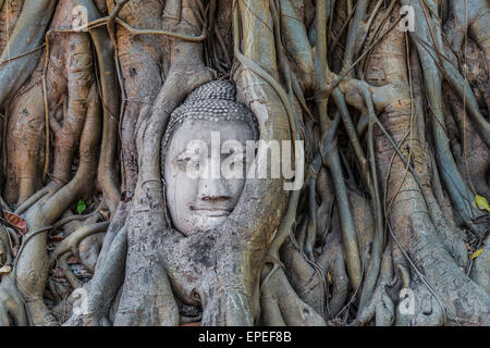Statua del Buddha di testa in incarniti strangler fig radici (Ficus religiosa), Wat Mahathat, Ayutthaya, Tailandia Centrale Foto Stock