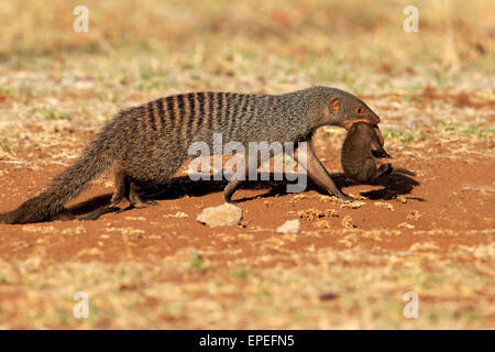 La Mangusta nastrati (Mungos mungo), Adulto con pup, collo bite, madre che trasportano pup, Kruger National Park, Sud Africa Foto Stock