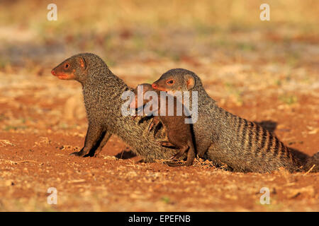 La mangusta nastrati (Mungos mungo), Adulto con pup, collo bite, madre che trasportano pup, Kruger National Park, Sud Africa Foto Stock