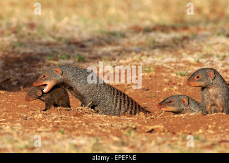 La mangusta nastrati (Mungos mungo), Adulto con pup, collo bite, madre che trasportano pup, Kruger National Park, Sud Africa Foto Stock