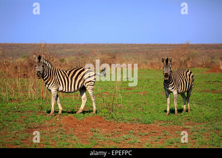 Due Burchell's zebre (Equus quagga burchelli), Kruger National Park, Sud Africa Foto Stock