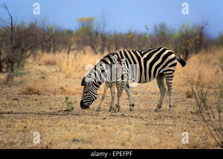 La Burchell Zebra (Equus quagga burchelli), femmina con puledro, Kruger National Park, Sud Africa Foto Stock