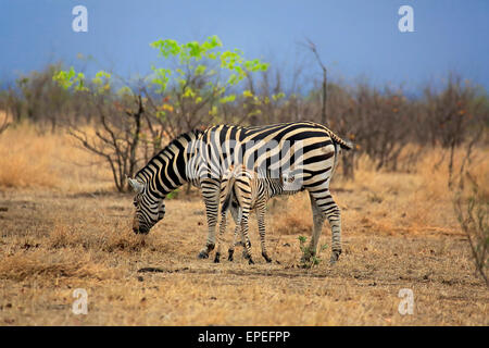La Burchell Zebra (Equus quagga burchelli), puledro lattante dalla femmina, Kruger National Park, Sud Africa Foto Stock