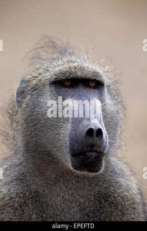 Chacma Baboon (Papio ursinus), Adulto, animale ritratto, Kruger National Park, Sud Africa Foto Stock