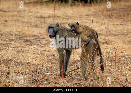 Chacma Baboon (Papio ursinus), femmina con i giovani, il Parco Nazionale Kruger, Sud Africa Foto Stock