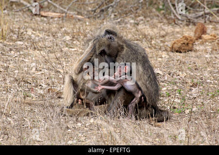 Chacma Baboon (Papio ursinus), femmina con animali giovani, toelettatura, comportamento sociale, Kruger National Park, Sud Africa Foto Stock