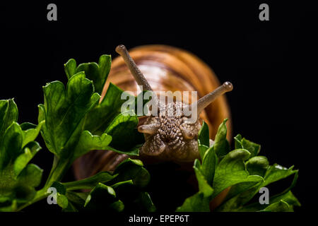 Vigneto di lumaca in studio, ritratto di peste animale mangia la verdura, anelito telescopio occhi Eyes occhi levetta stalking awesome luce, s Foto Stock