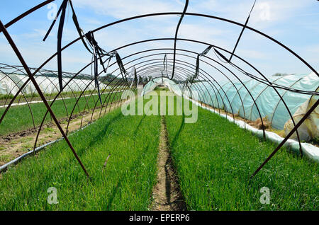 Aperto serra con letti orto di porro in tempo di primavera Foto Stock