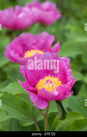 Rosa peonia fiore in primavera. Foto Stock