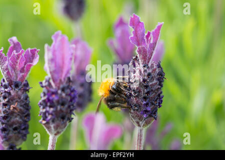 Bumblebee su i fiori di lavanda in dettaglio macro Foto Stock