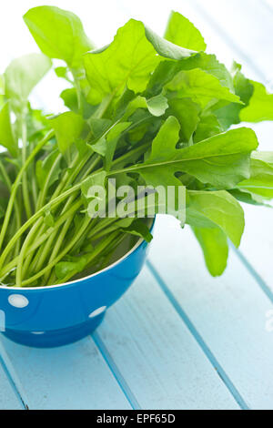 Le fresche foglie di rucola in vaso Foto Stock